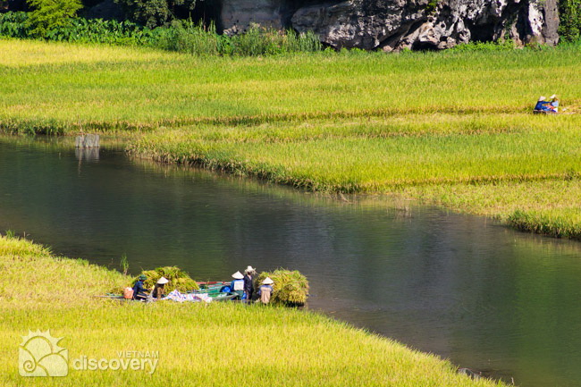 Beautiful Tam Coc in harvest time - Ninh Binh tours from Hanoi