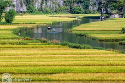 Harvest time in Tam Coc Caves in Ninh Binh