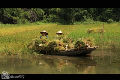 Farmers harvesting rice in Ninh Binh - Ninh Binh Tours