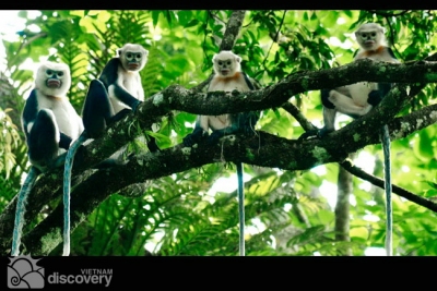 Apes in Cuc Phuong National Park - Hanoi Ninh Binh Tour