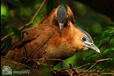 Birds in Cuc Phuong National Park - Hanoi to Ninh Binh Tour