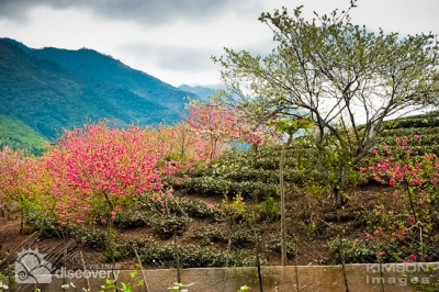 Beautiful flower gardens in Muong Lo Village - Adventure Tour in Vietnam