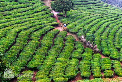 Green tea hill in Suoi Giang Village Yen Bai - Vietnam Adventure Tour
