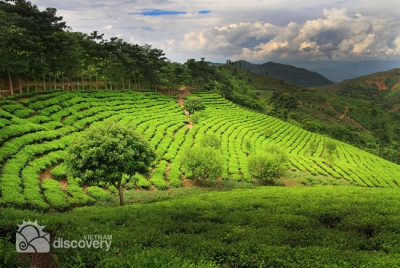 Extensive green tea field in Suoi Giang - North Vietnam Holidays