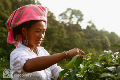 Green Tea Harvest in Suoi Giang - North Vietnam Tour