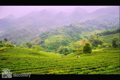 Beautiful green tea hill in Suoi Giang - Vietnam Adventure Tour