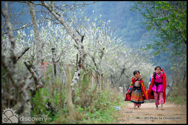 Moc Chau in Spring - Vietnam Northwest Tour