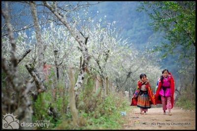 Moc Chau in Spring - Vietnam Northwest Tour