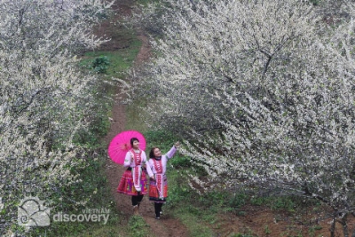 Romantic Moc Chau in Plum blossom season - Moc Chau Tour