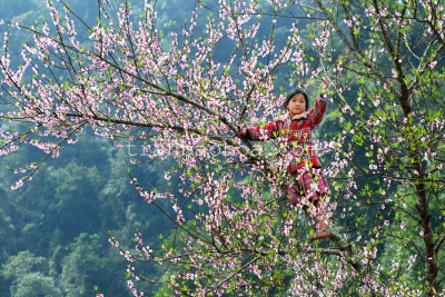 Beautiful spring in Moc Chau Son La - Vietnam Northwest Tour