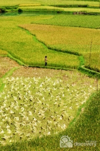 Harvest days in Pu Luong Nature Reserve - Vietnam Northwest Tour