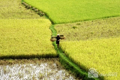Pu Luong Nature Reserve in harvest days - North Vietnam Tour
