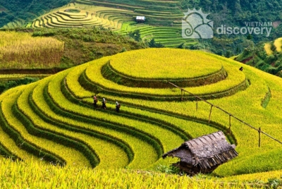 Mu Cang Chai terrace rice fields - tour
