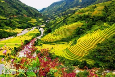 Alluring teraced paddy fields in Muong Hoa Valley - Sapa tours