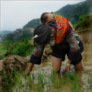 Daily working life of locals in Muong Hoa Valley - Sapa Tour