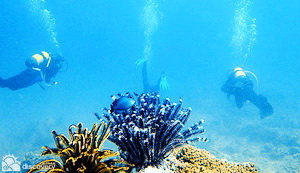 Diving tours Cham Islands in Hoi An
