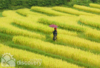 terrace fields in sapa harvest season - vietnam tours