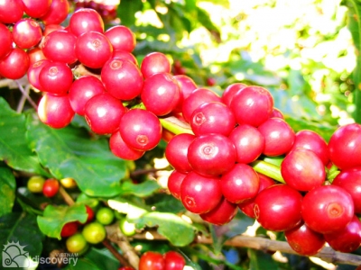Cafe Buon Me Thuot - Vietnam gourmet tour