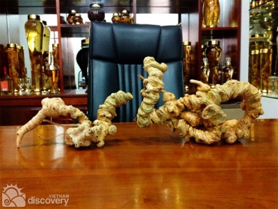 Ngoc Linh Ginseng in central highlands - Vietnam Gourmet tour