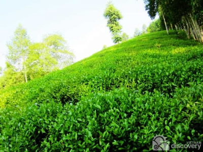Thai Nguyen tea - Vietnam Gourmet Tour