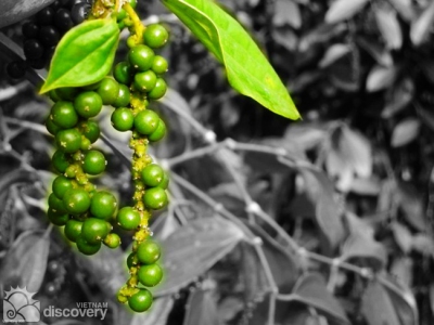 Tieu Phu Quoc - Vietnam Gourmet tour
