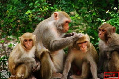 Monkey Island - tours from Cat Ba Halong