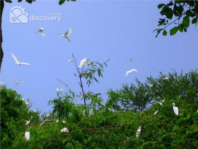 Bang Lang stork sanctuary Things to do in can tho - Mekong tour