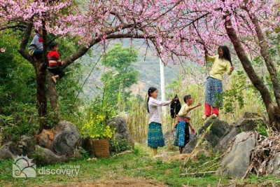 Ethnic children playing in Spring Peach Flower - Vietnam Northwest Tour