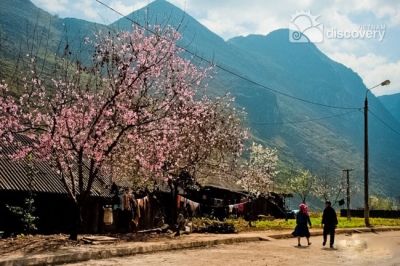 Pink peach in Spring Vietnam Northwest Tour