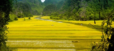 Beautiful harvest time in Tam Coc Bich Dong - short trip from Hanoi