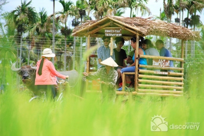 Buffalo pulling cart - a BMW of Vietnam - things to do in Hoi An