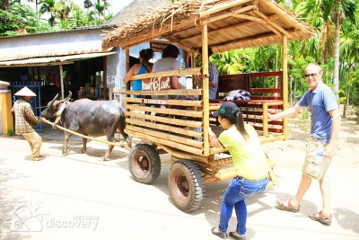 A buffalo pulling cart in Hoi An Countryside - half day tour from Hoi An