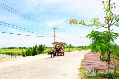 On the way travelling on buffalo pulling cart - Eco tours in Hoi An