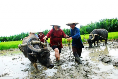 Foreign tourist eager with ploughing fields - Hoi An countryside half-day tour