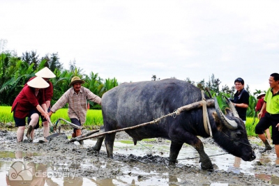 Tourists to experience ploughing with buffalo - things to do in Hoi An