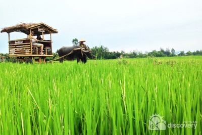 On the buffalo pulling cart passing the rice fields - half-day eco tours in Hoi An