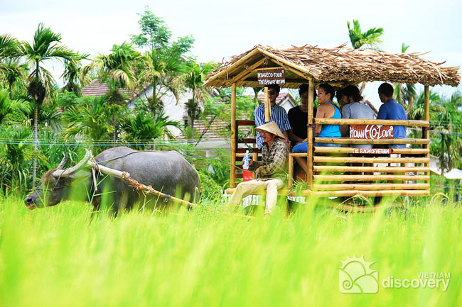 Experience the Buffalo Pulling Cart tour in Hoi An Countryside