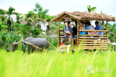 Travel on buffalo pulling cart - Hoi An countryside half day tour