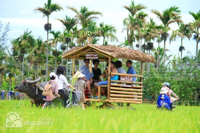 Buffalo pulling cart in the countryside - eco half-day tour in Hoi An
