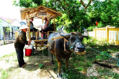 Water the buffalo - Hoi An half day eco tour
