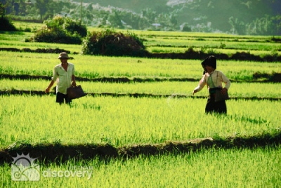 Beautiful Muong Thanh paddy field in Dien Bien - Vietnam Travel