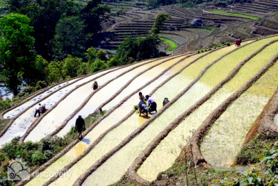 Stunning terraced rice field in Hieu Hamlet - Short trip from Hanoi to Pu Luong